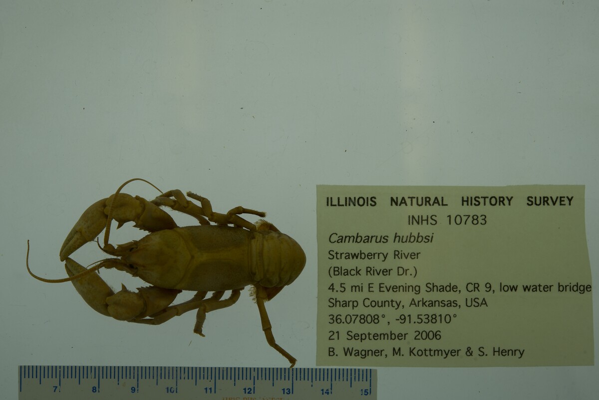 Cambarus hubbsi image